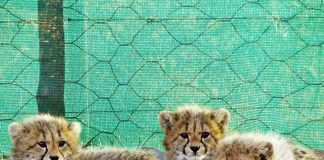 Cheetah cubs