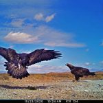 Miandasht 99 Camera Trap (1)