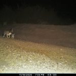Miandasht 99 Camera Trap (2)