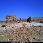 Miandasht 99 Camera Trap (3)