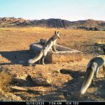 Miandasht 99 Camera Trap (4)
