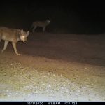Miandasht 99 Camera Trap (5)