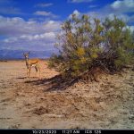 Miandasht 99 Camera Trap (6)