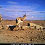 Miandasht 99 Camera Trap (7)
