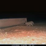 Miandasht 99 Camera Trap (9)