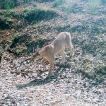 Caracal2