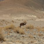 Eslami (1)
