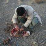 Hosseini (2)