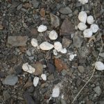 Hosseini (5)
