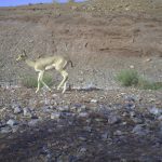 ICS–DoE-CACP-(3)