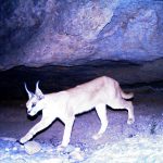 ICS-DoE-CACP(5)