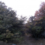 M.Eslami (1)