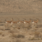 M.Eslami (3)
