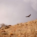 M.Gaeini_Sarigol_Saluk1