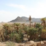 N.Gholikhani (1)