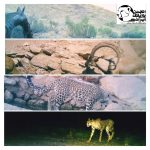 Touran Cheetah Monitoring 99 (1)