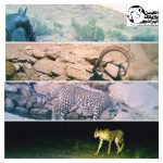 Touran Cheetah Monitoring 99 (1)