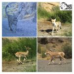 Touran Cheetah Monitoring 99 (2)