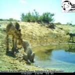 Asiatic cheetah cub 1