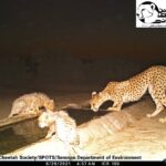 Asiatic cheetah cub 3