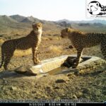 Harb Cheetah Cubs