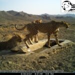 Harb Cheetah Cubs 2