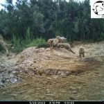 Asiatic cheetah breeding