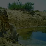 Cheetah-background