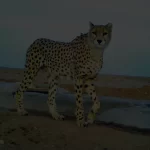 Cheetah-background