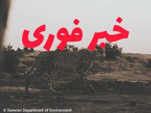 تارا یوزپلنگ آسیب‌دیده توران پیش از جدایی از مادر