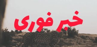تارا یوزپلنگ آسیب‌دیده توران پیش از جدایی از مادر