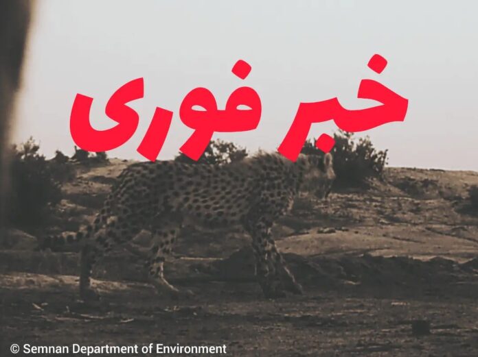 تارا یوزپلنگ آسیب‌دیده توران پیش از جدایی از مادر