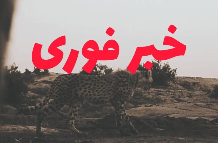 تارا یوزپلنگ آسیب‌دیده توران پیش از جدایی از مادر