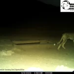New Asiatic Cheetah in Touran