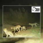 توله‌های زایمان سوم خورشید؛ یوزپلنگ ایرانی در توران