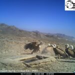 vulture (1)