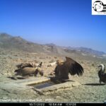 vulture (3)