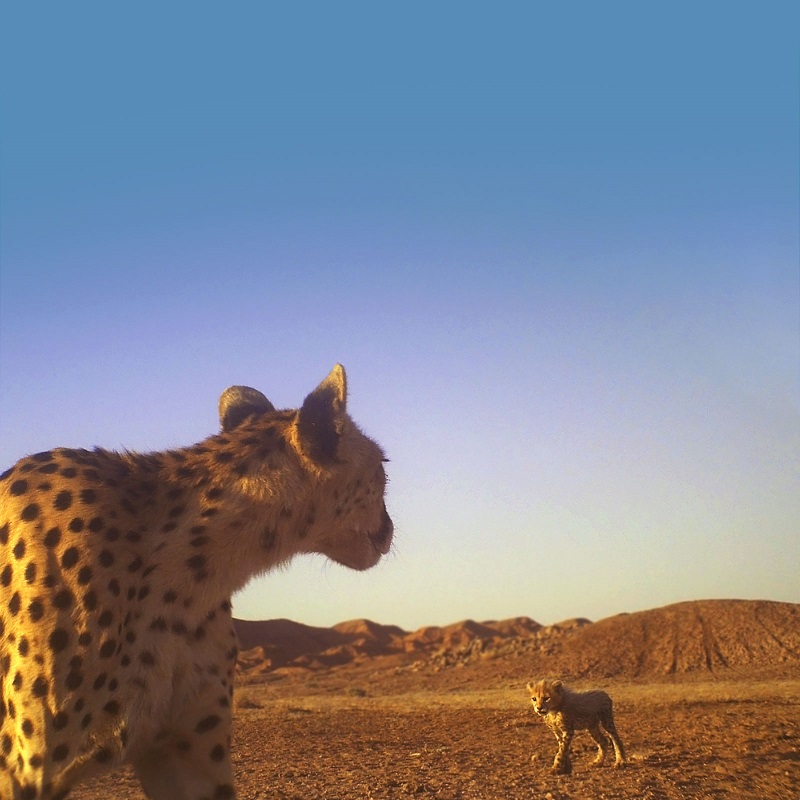 Asiatic-Cheetah-with-cub-Iranian-Cheetah-Society.jpg