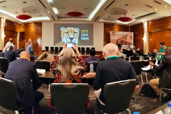 Global Cheetah Summit