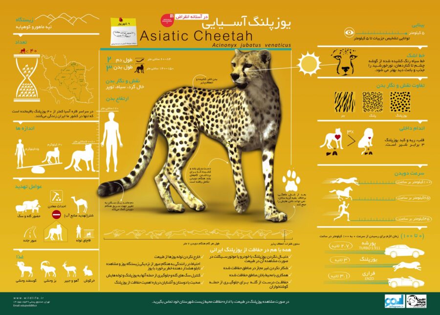 پوستر اینفوگرافیک یوزپلنگ آسیایی